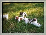 Jack Russell Terrier, zielona, trawa